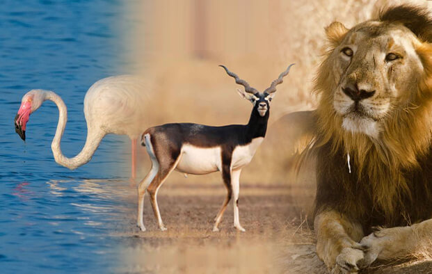 Wild Life And Birding Tour Of Gujarat