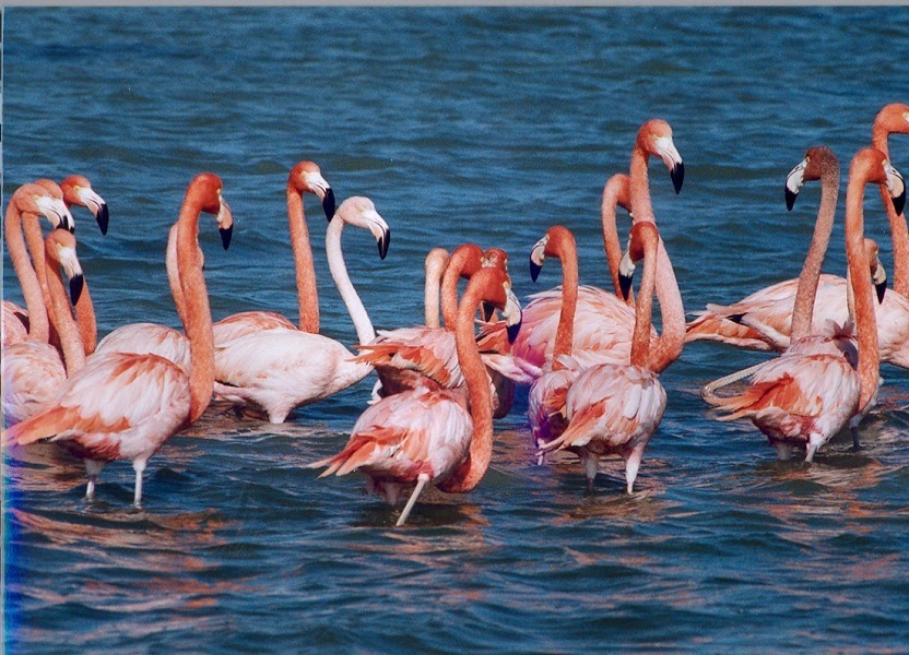 Nalsarovar