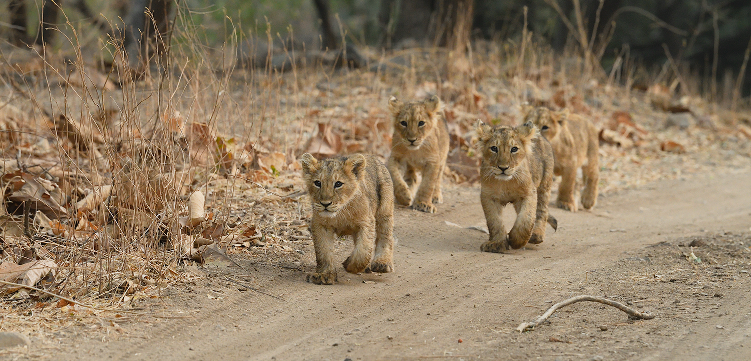 Sasan Gir